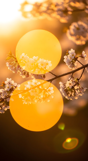 Dreamy Close-up of Cherry Blossoms with Golden Lens Flare and Bokeh - Free mobile Wallpaper