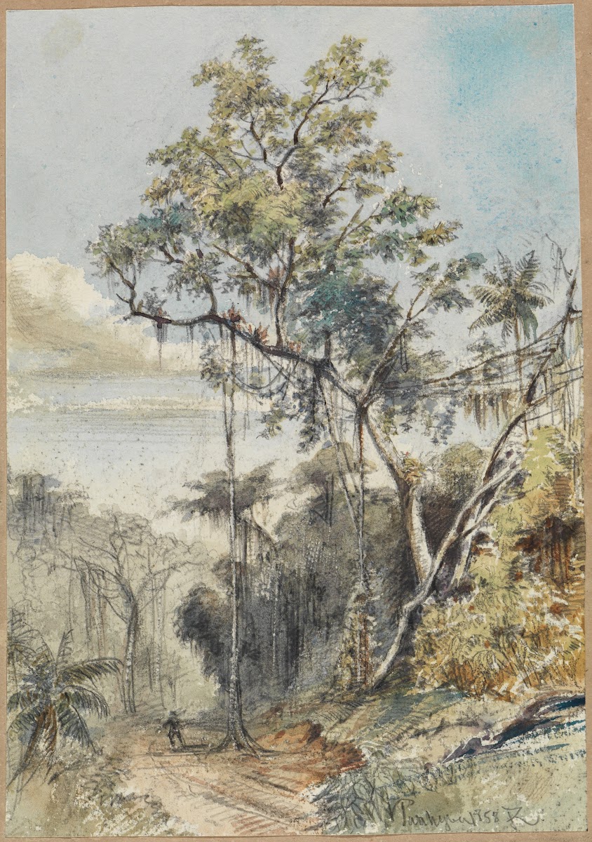 Farbige Baumstudie im Urwald an einem Weg 1858