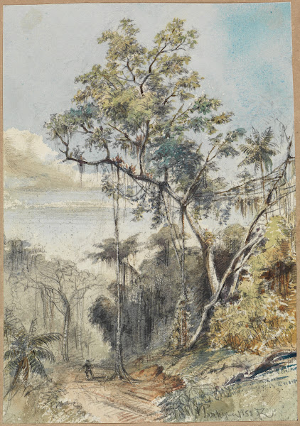 Farbige Baumstudie im Urwald an einem Weg 1858