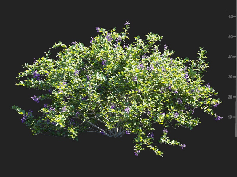 Maxtree - Plant Models Vol.112