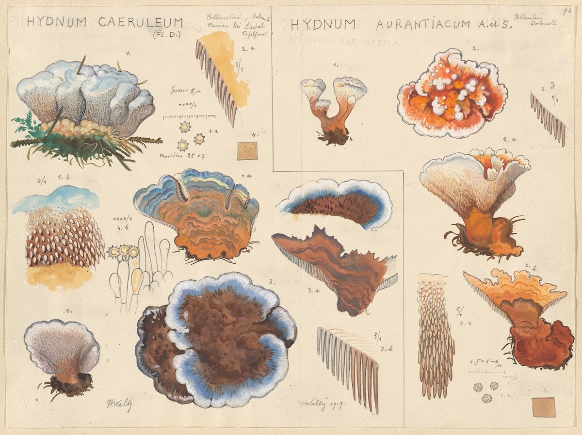 Hydnum caeruleum Hydnum aurantiacum 1915 1945