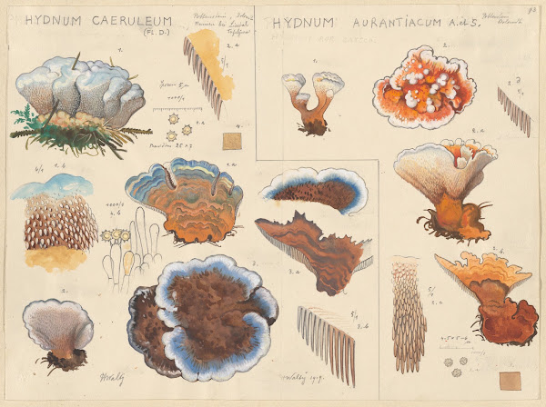 Hydnum caeruleum Hydnum aurantiacum 1915 1945