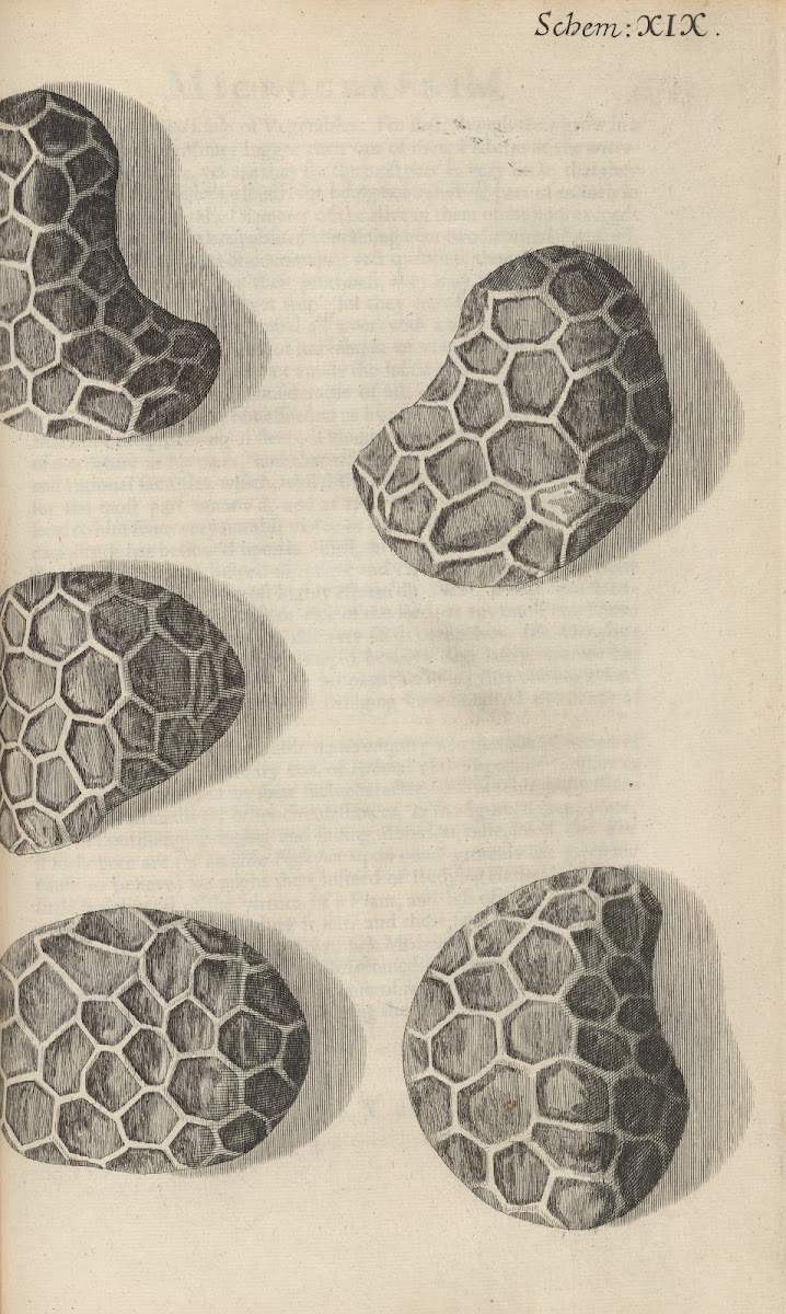 Microscopic view of seeds of poppy 1665