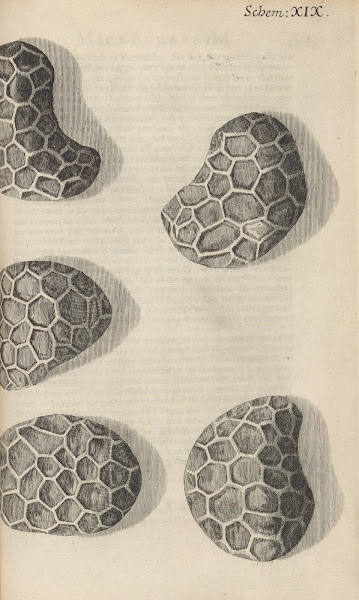 Microscopic view of seeds of poppy 1665
