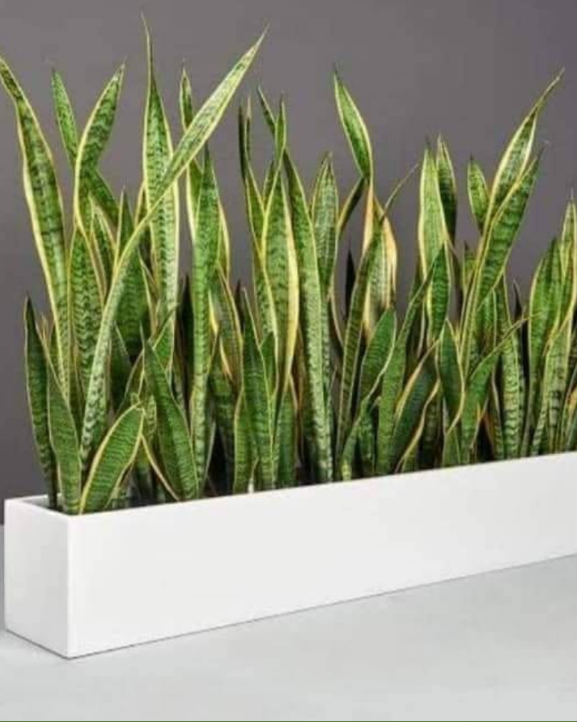 WMS concrete pot design 45