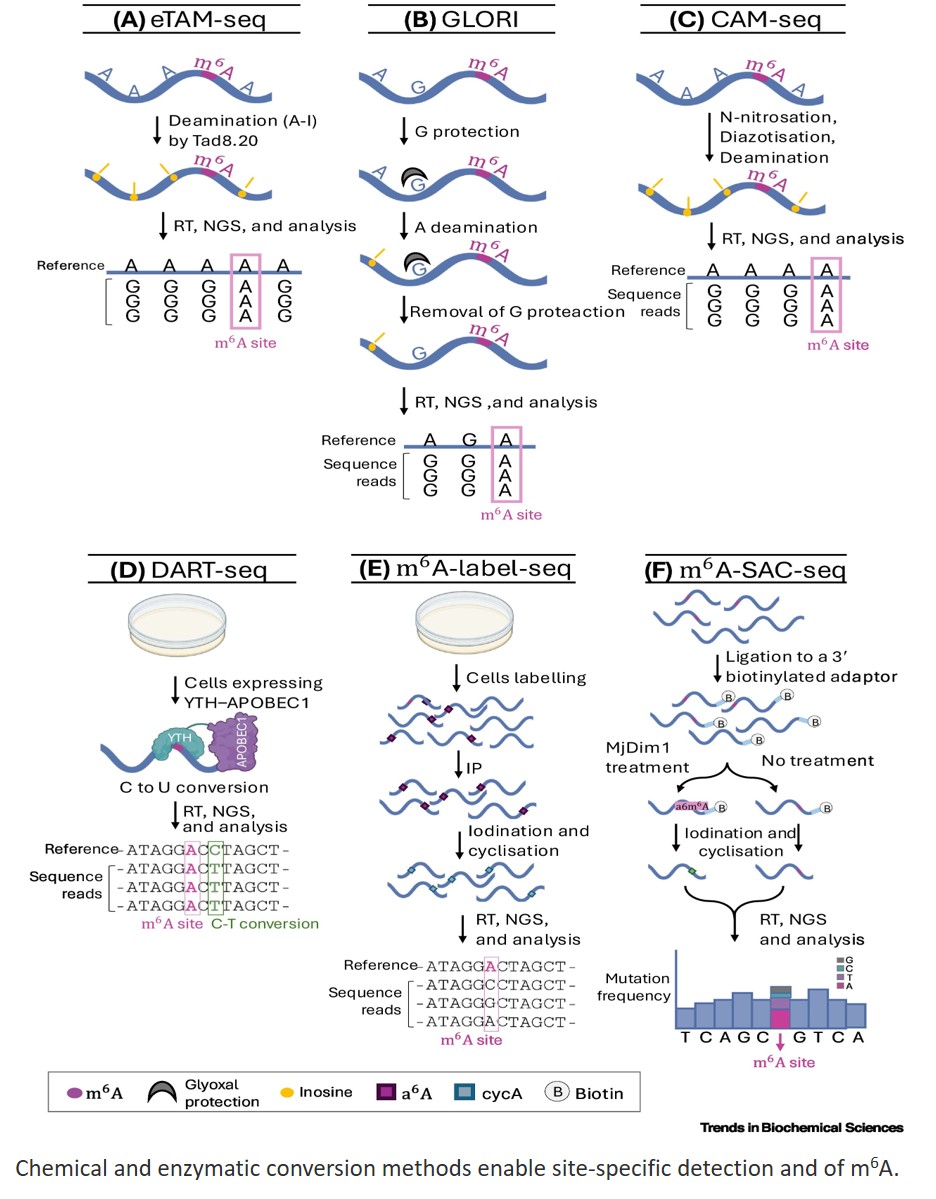 N6 -methyladenosine profiling techniques