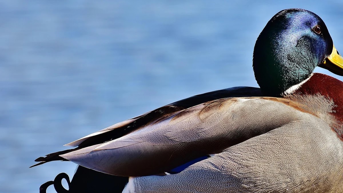 배당 ETF 선택 시 월배당과 분기배당 구조 차이 이해하기