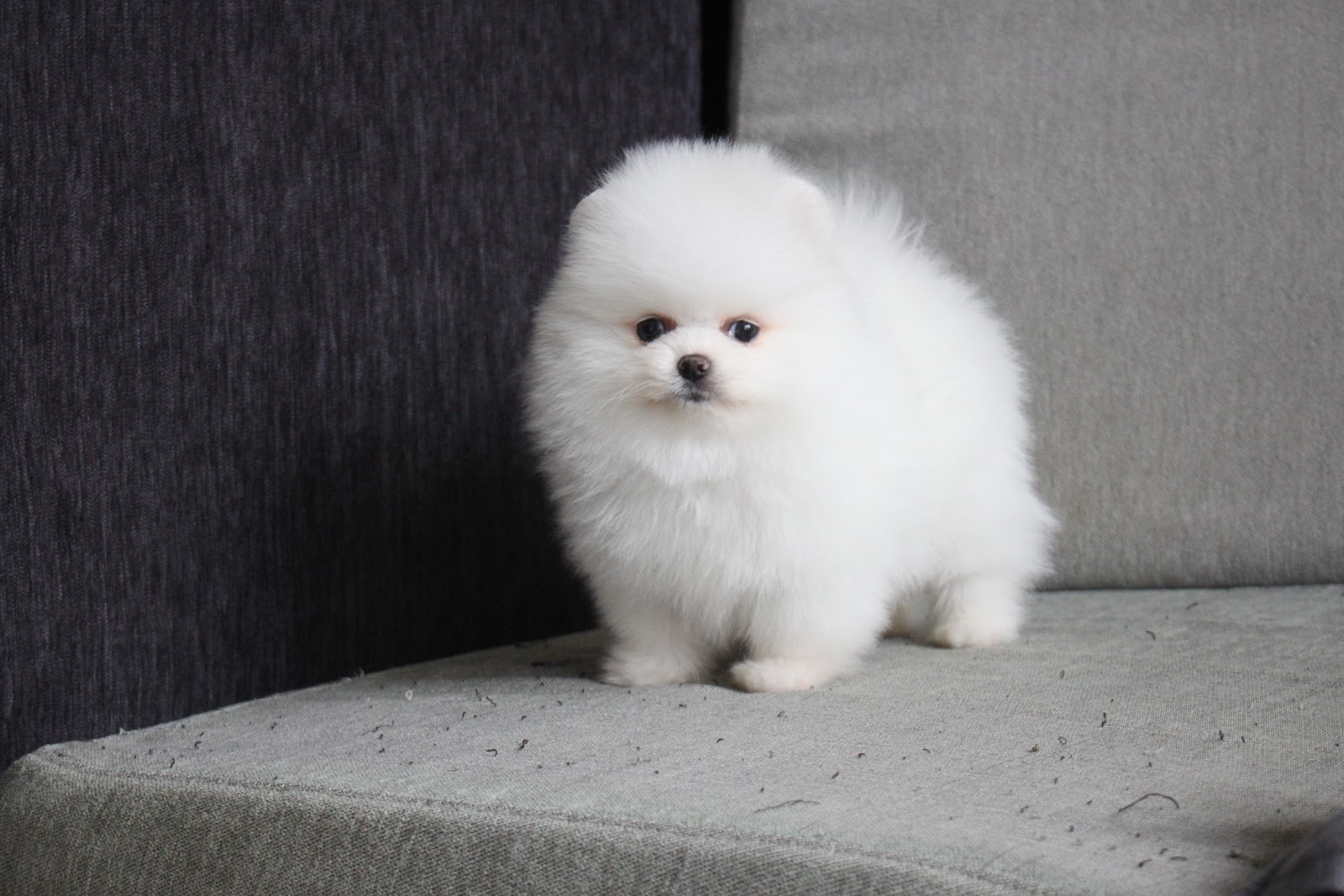 12/11出生 高端優質迷你松鼠白博美弟弟