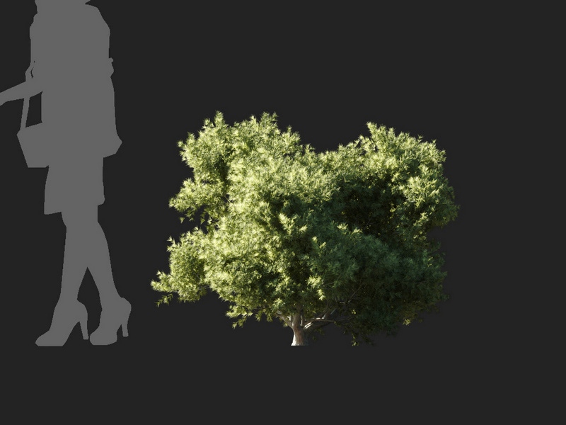 Maxtree - Plant Models Vol.127