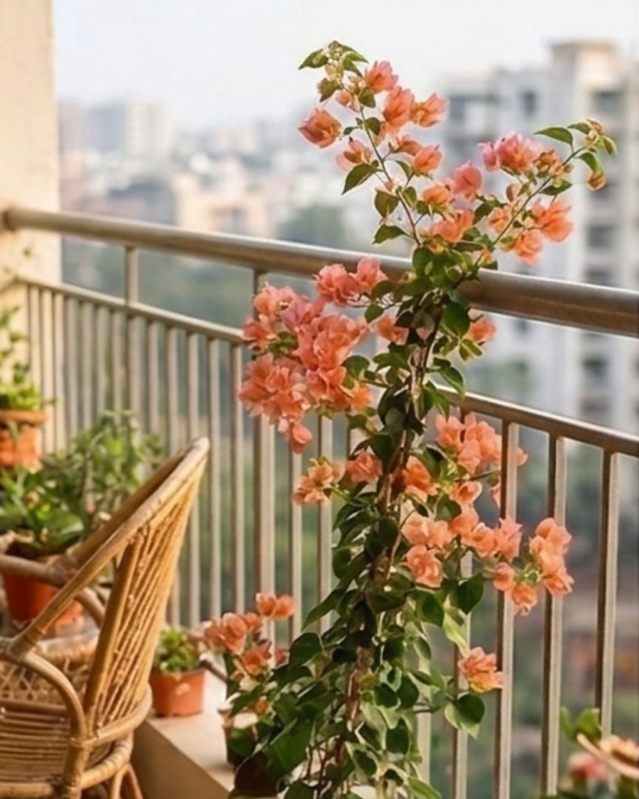 Imported Aruna Bougainvillea Plant — view 5