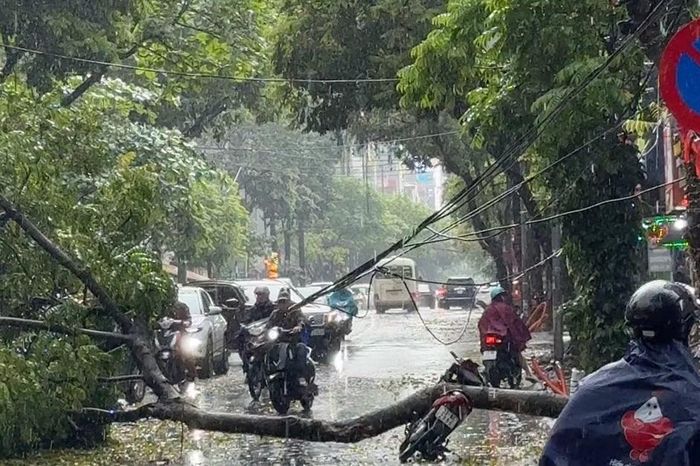 Cây xanh đổ đè trúng người đi xe máy ở Hà Nội - Báo Tri thức &amp; Cuộc sống