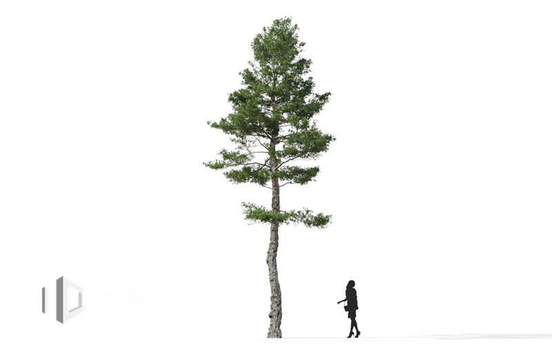Maxtree - Plant Models Vol.9