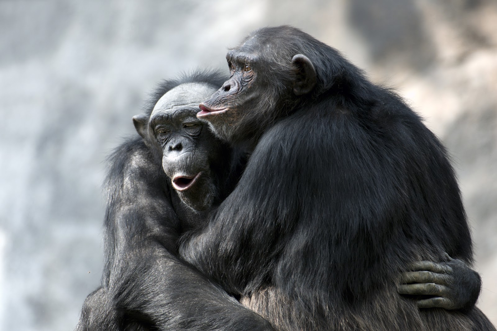 Chimpanzees in Kibale Forest, Uganda