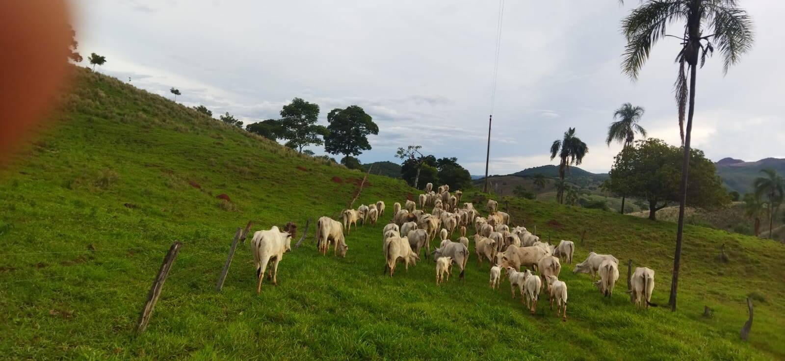 Fazenda no Município de Niquelândia - GO 7