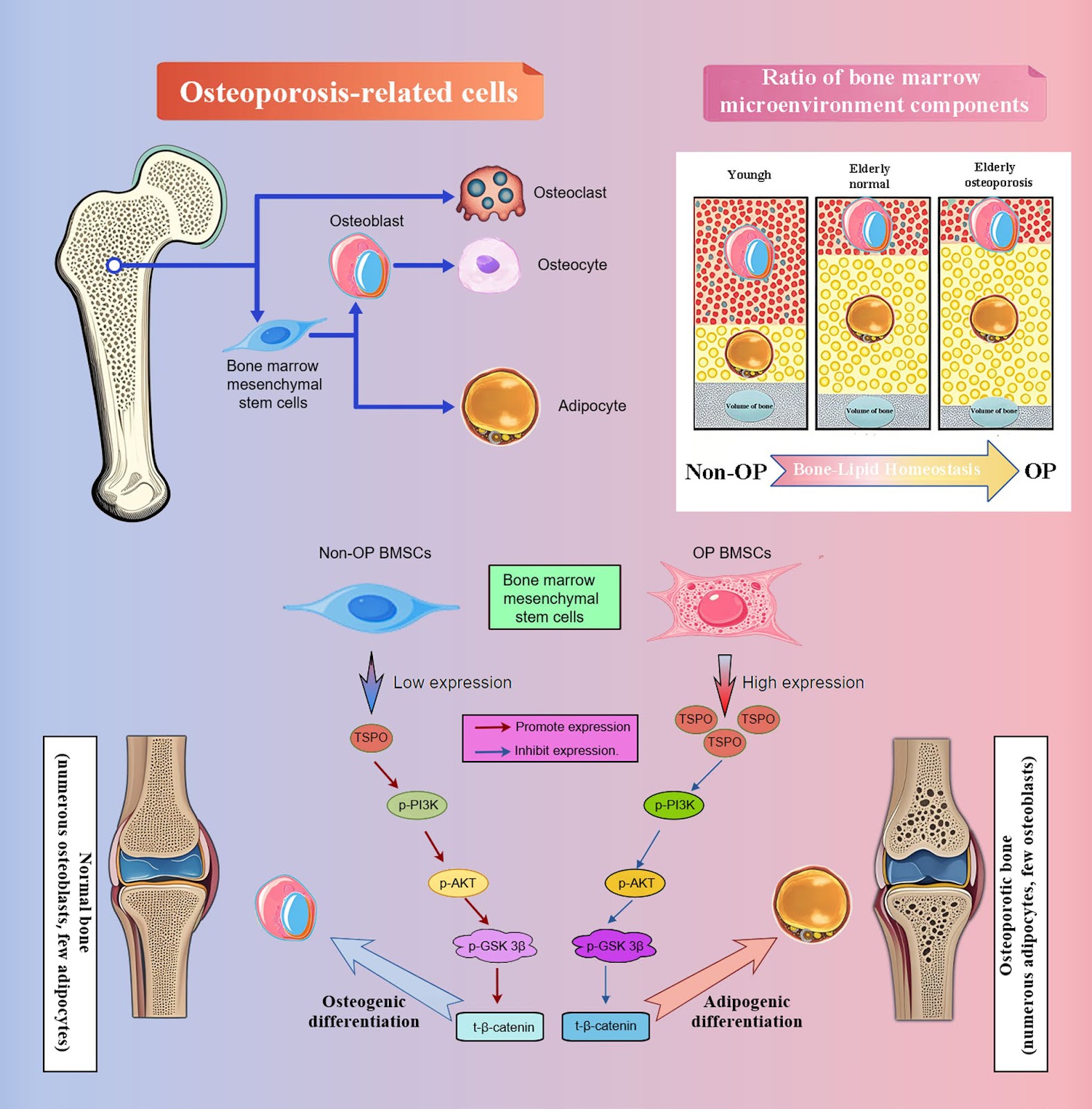 TSPO Governs Bone-Lipid Homeostasis by Redirecting BMSC Differentiation via the PI3K/AKT/β-Catenin Pathway