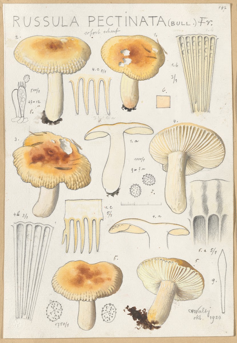 Russula pectinata 1915 1945