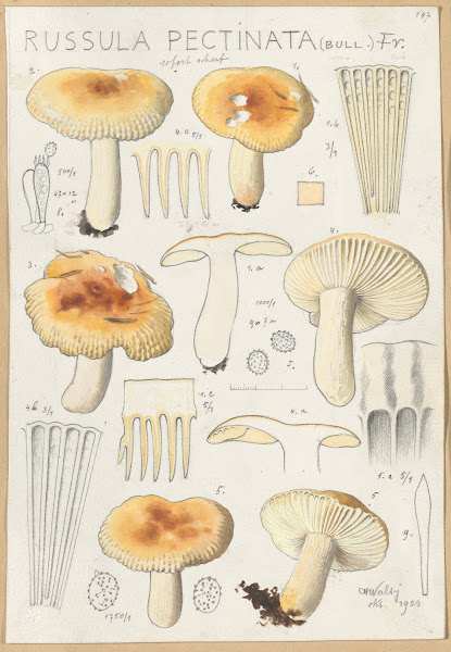Russula pectinata 1915 1945