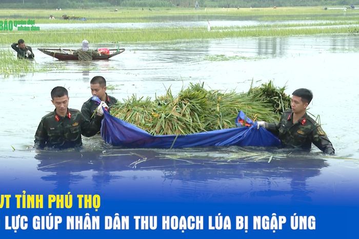 LLVT tỉnh Phú Thọ nỗ lực giúp nhân dân thu hoạch lúa bị ngập úng - Báo Quân Đội Nhân Dân