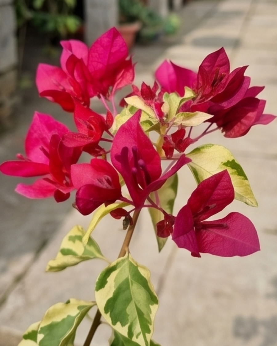 Imported Sunstone Red Bougainvillea Plant — view 5