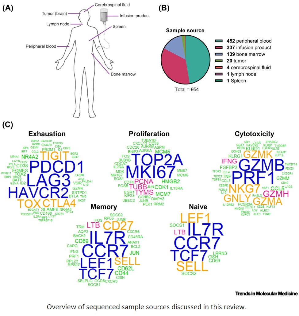 Single cell RNA sequencing  to map clinical CAR-T cells