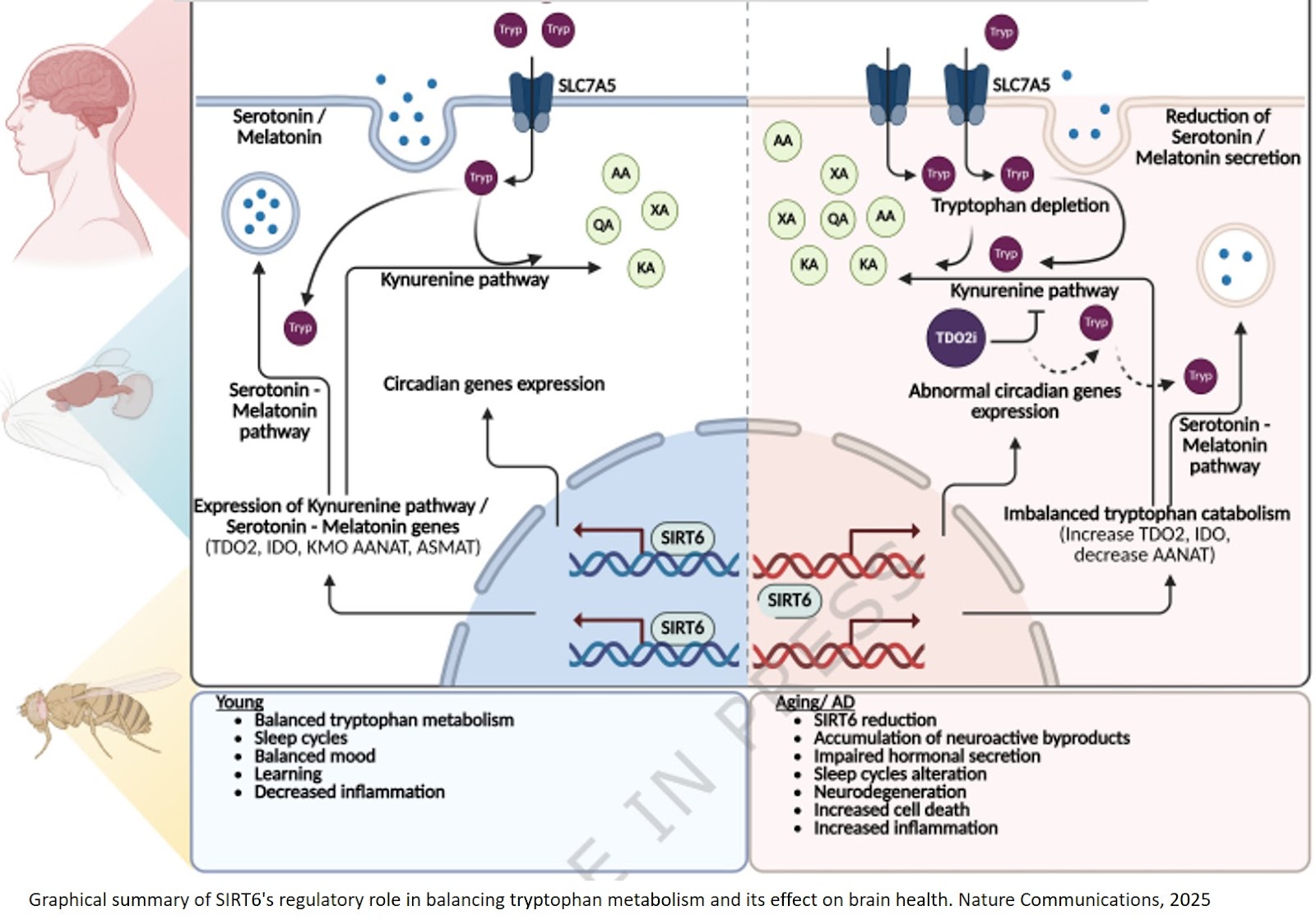 Regulating tryptophan catabolism to control neurodegeneration