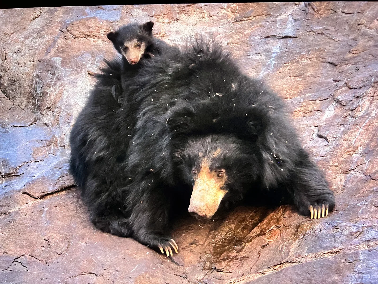 Daroji Bear Sanctuary