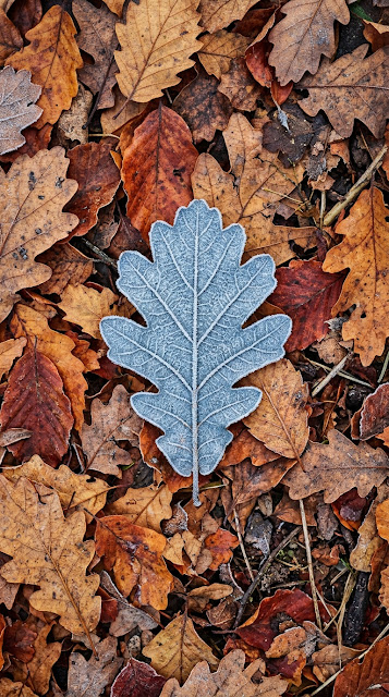 Single Blue Frosted Leaf Resting on Orange Autumn Foliage - Free mobile Wallpaper