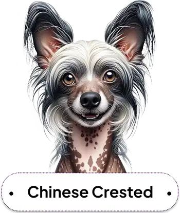 Chinese Crested