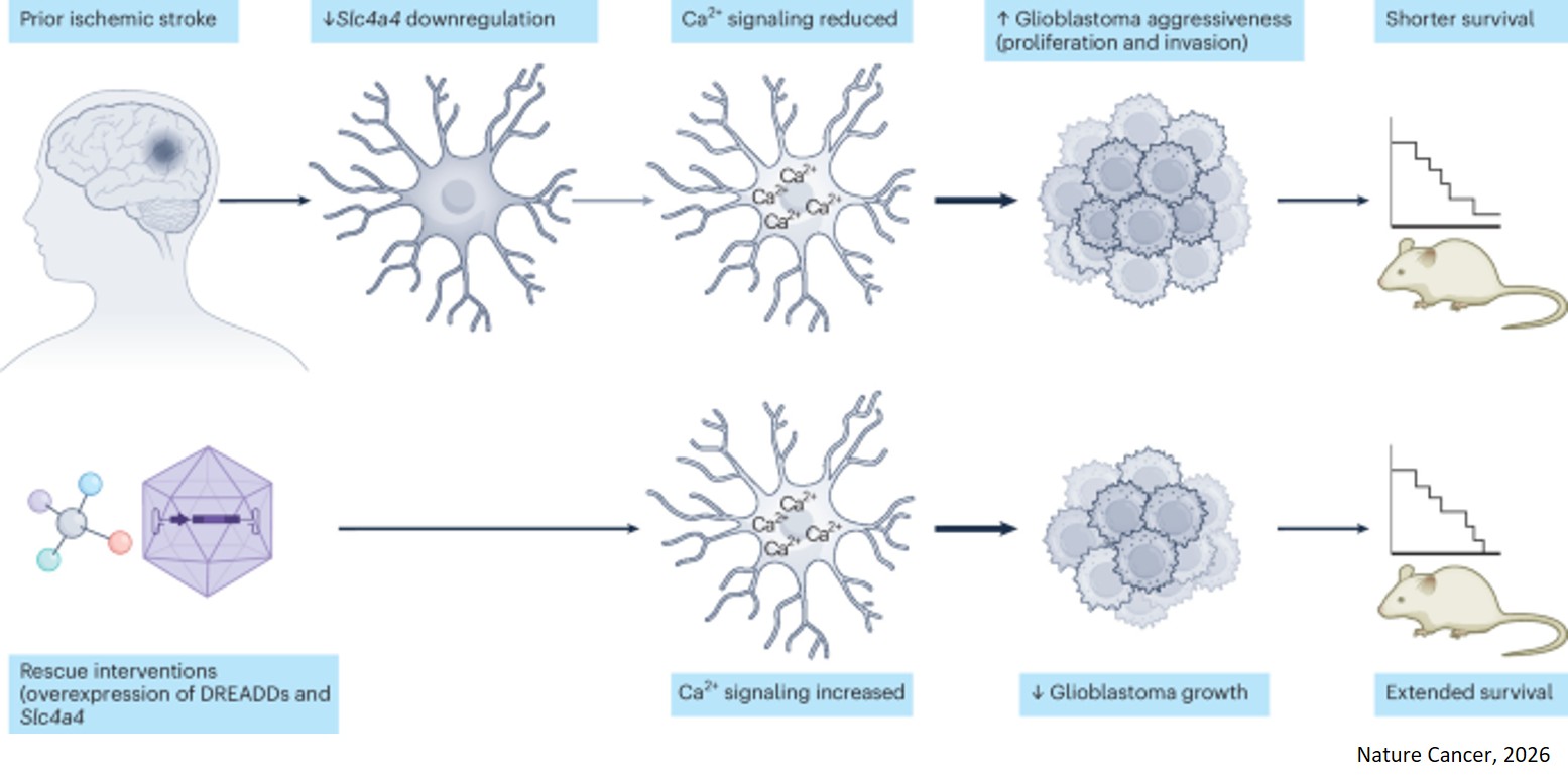 Linking brain injury to brain tumors