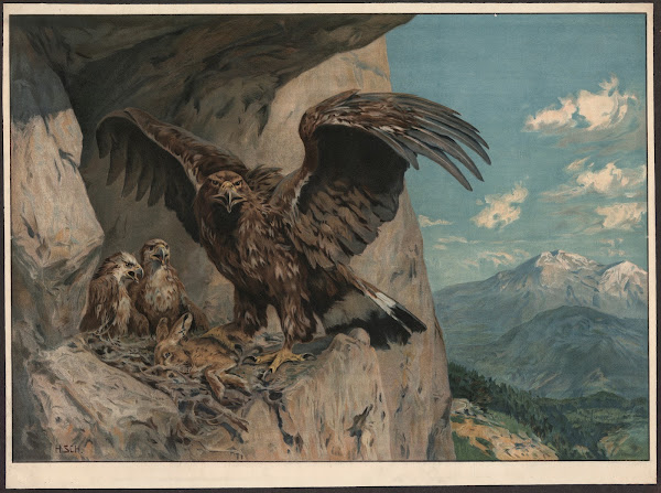 Eagle 1910