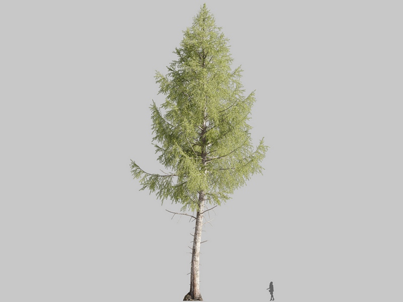 Maxtree - Plant Models Vol.126