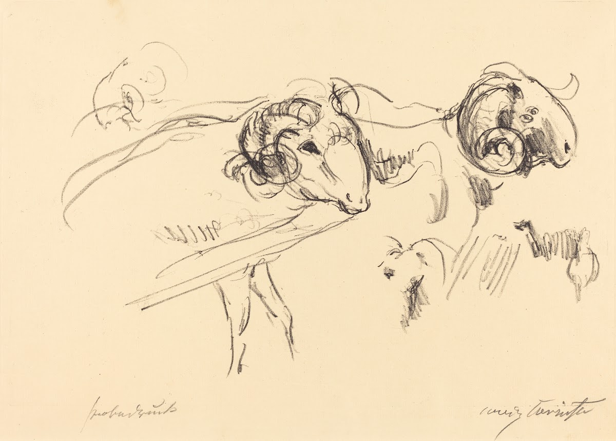 Rams Schafböcke 1912