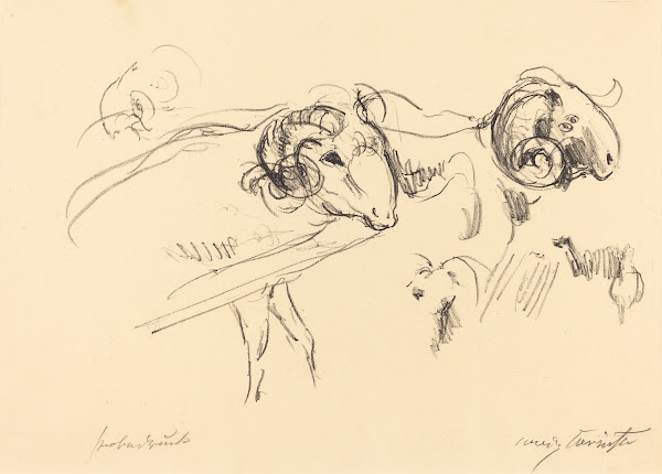 Rams Schafböcke 1912
