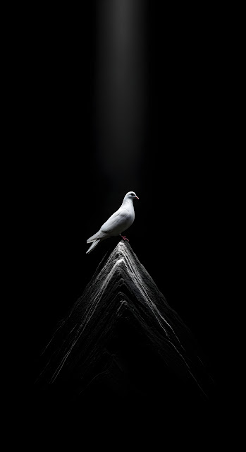 Solitary White Dove Perched on a Dark Peak with Spotlight - Free mobile Wallpaper