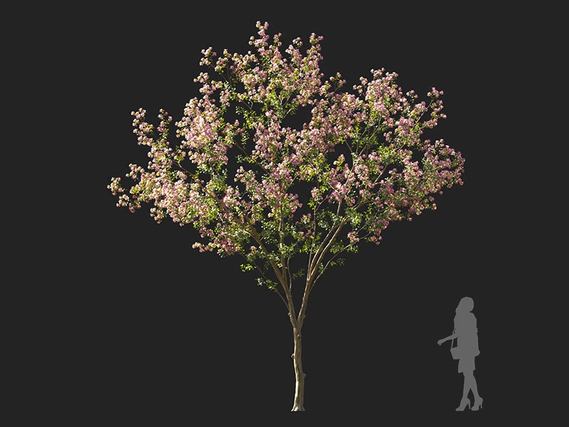 Maxtree - Plant Models Vol.122