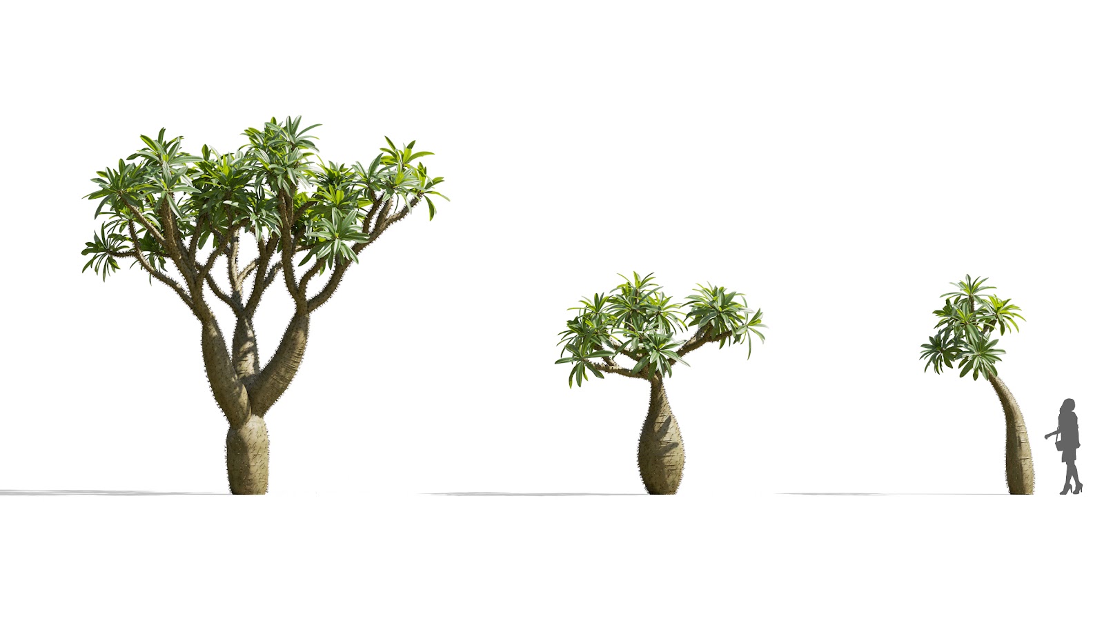 Maxtree - Plant Models Vol.73