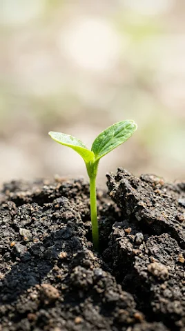 Single Seedling Breaking Ground