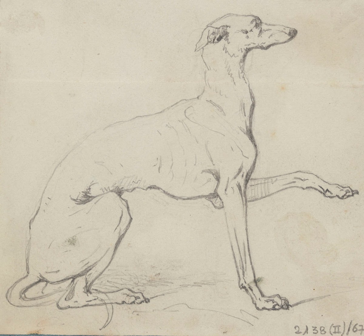 Greyhound
