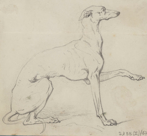 Greyhound