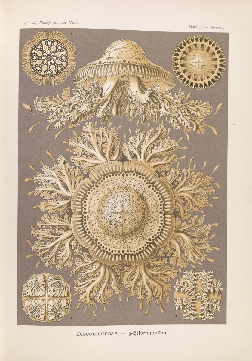 Discomedusae  Scheibenquallen 1904