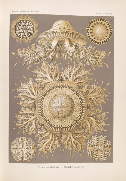 Discomedusae  Scheibenquallen 1904