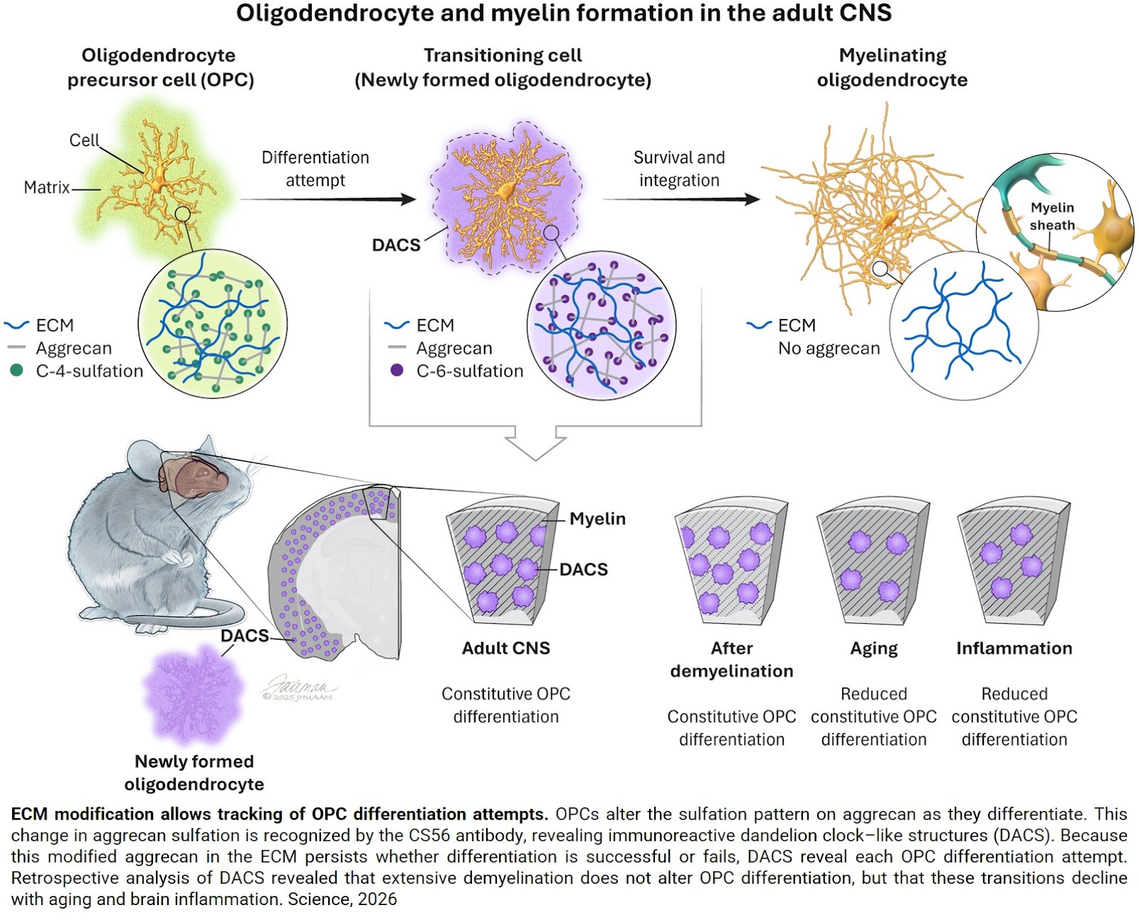 Constitutive differentiation of oligodendrocyte progenitors repair myelin