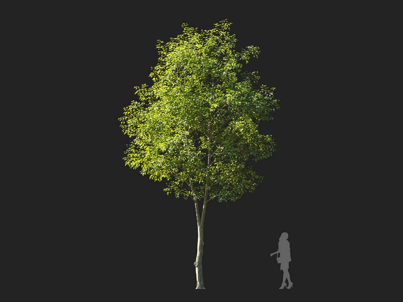 Maxtree - Plant Models Vol.114