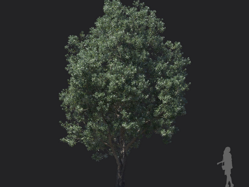 Maxtree - Plant Models Vol.121