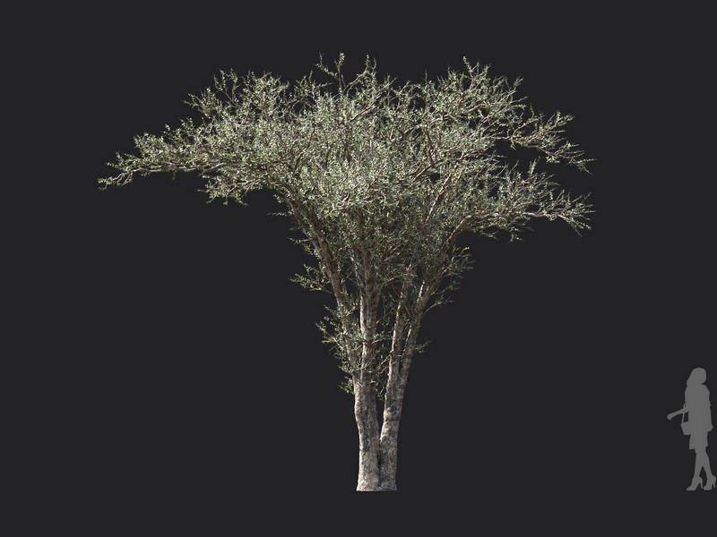 Maxtree - Plant Models Vol.130