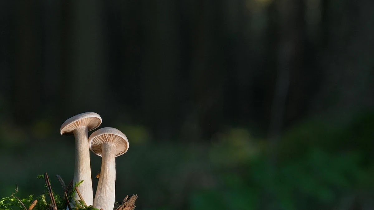 소액투자자 입장에서 본 리스