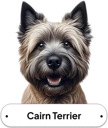 Cairn Terrier