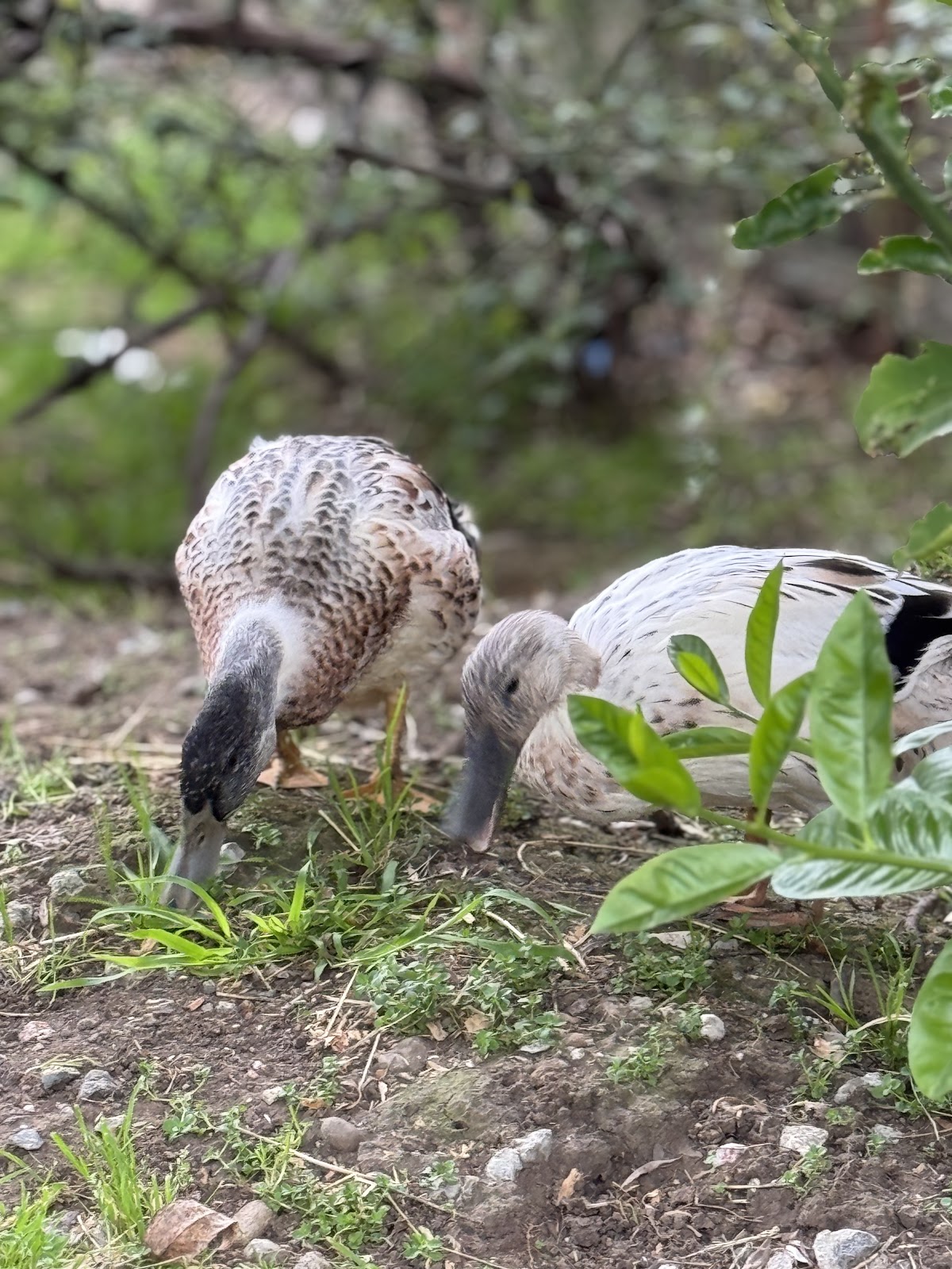 Welsh Harlequin Duckling