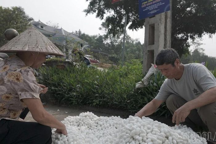 Xã Phúc Khánh thu lứa kén tằm đầu tiên trong năm 2026 - Báo Lào Cai
