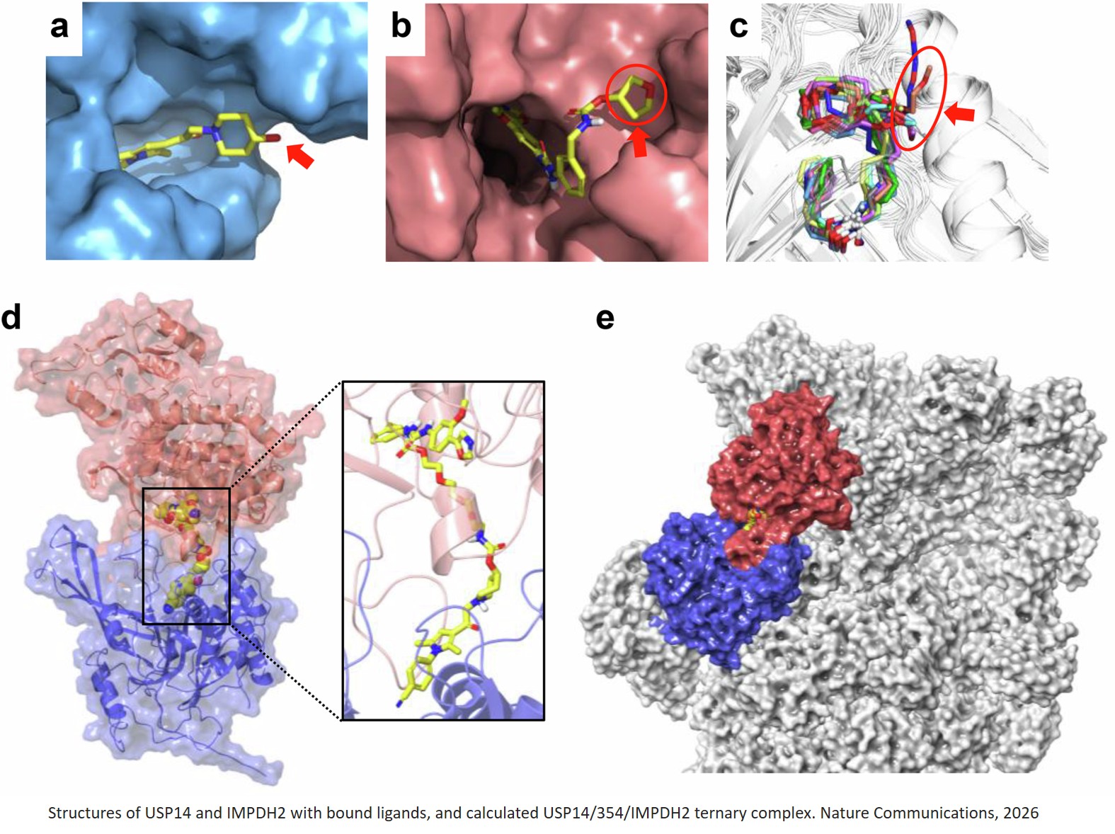Expanding the targeted protein degradation approach with small molecule chimeras directed to the 26S proteasome